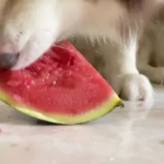 网红狗吃瓜,揭秘娱乐圈背后的秘密